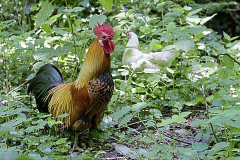 Newzeland feral chicken2