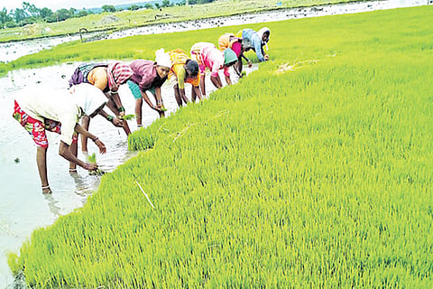 Paddy June 20