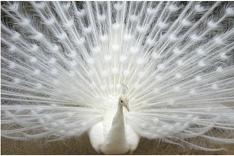 Peacock. jpg