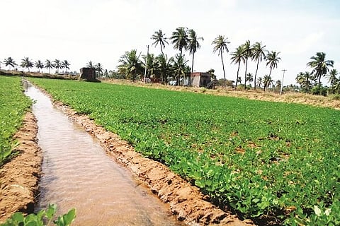 Peanuts_irrigation_in_india