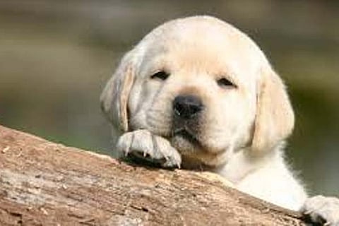 Puppy