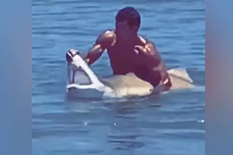 Shark
