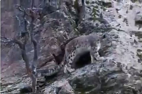 Snow Leopard JPG