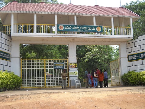 TIGER AND LION SHIMOGA