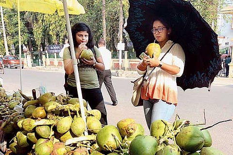 Tender Cocunut