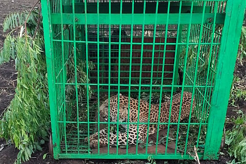 VJP CHEETA