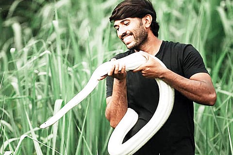 White Python