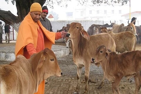 YOGI with COWs