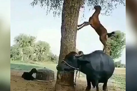 buffalo