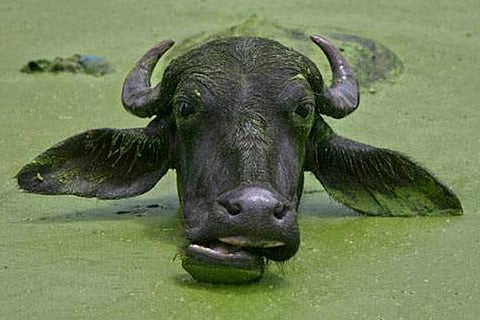 buffalo