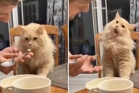 cat