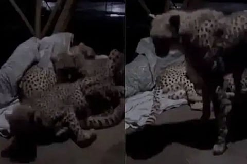 cheetah JPG