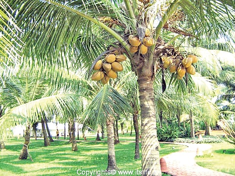 coconut tree