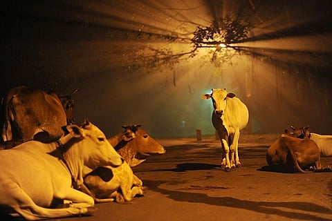 cows