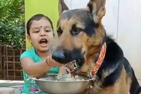 dog
