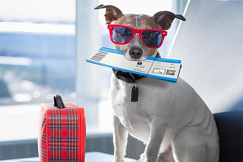 dog ticket