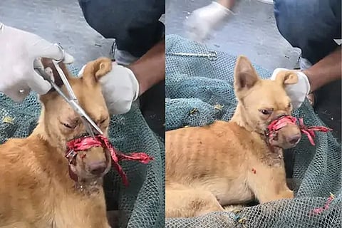 dog