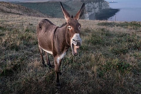 donkey 600 400