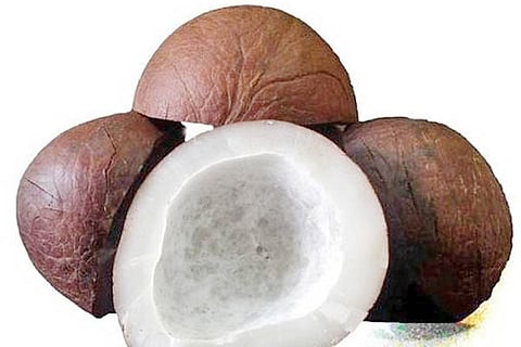 dry-coconut-500x500