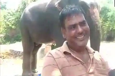 elephant