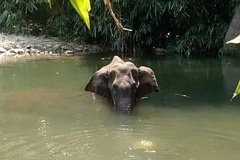 kerala elephant-1