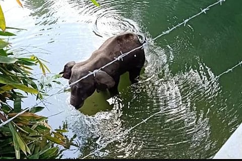 kerala elephant