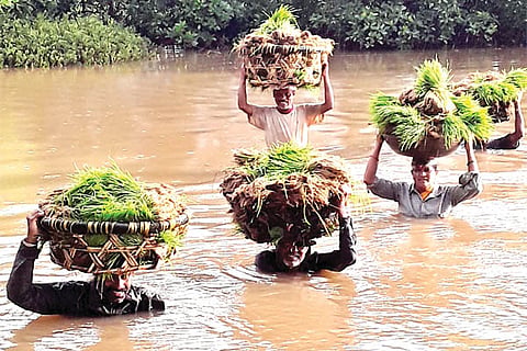 krushi samasye