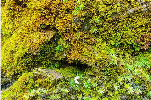lichen jpg