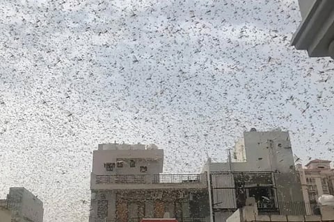 locust