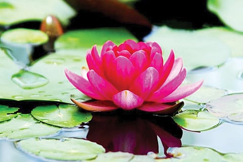 lotus