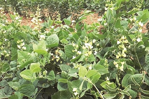 manollasa 1
