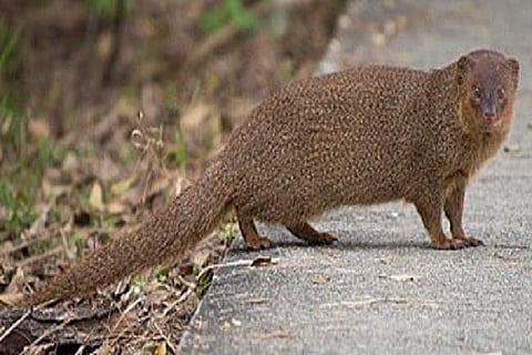 mongoose 10 JUN 20