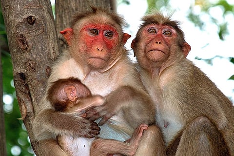 monkey