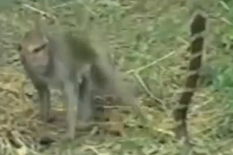 monkey