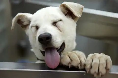 pet dog