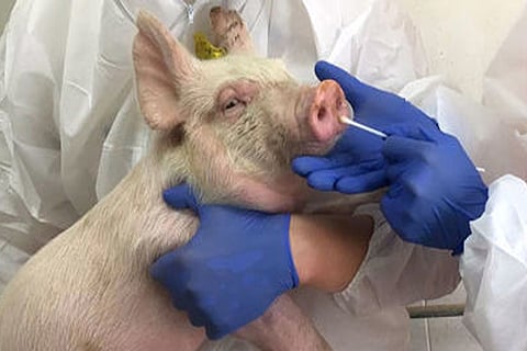pig virus
