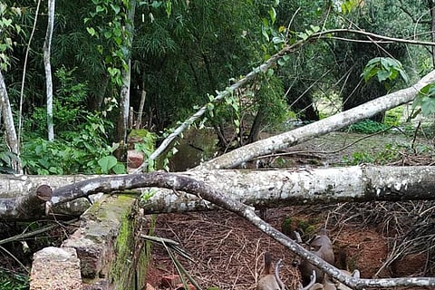 pilikula new
