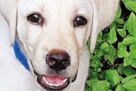 pup