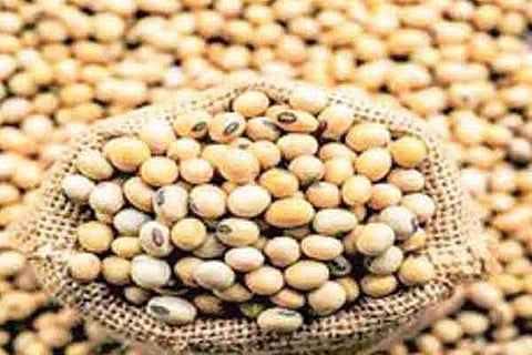 soybean-seeds