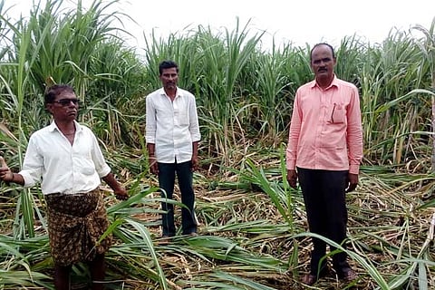 sugarcane