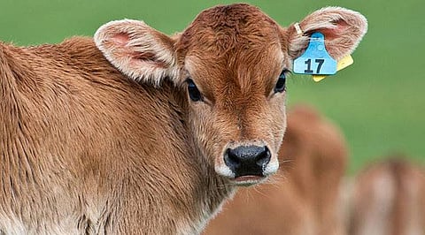 tmk tag cattle