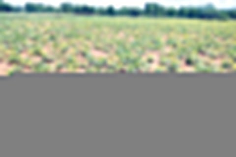 Green gram Crop Yellow Leaf Disease