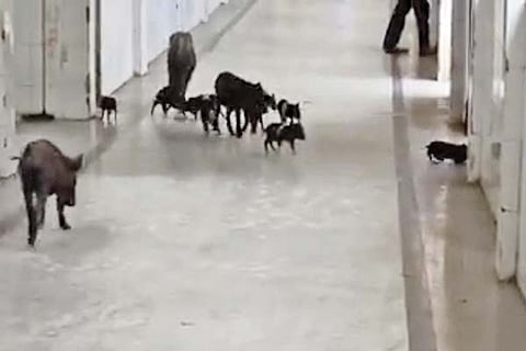 17 KLB Pigs (2)