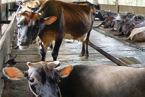 19sirsi1