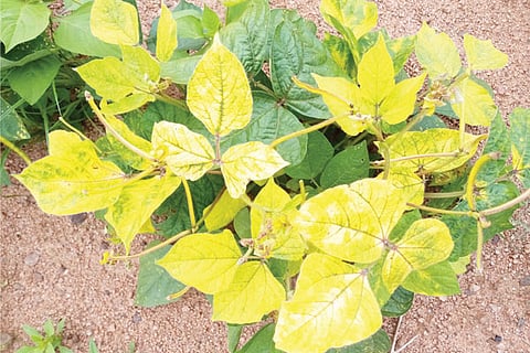 3 GAJENDRAGAD 1.