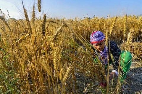 Agriculture