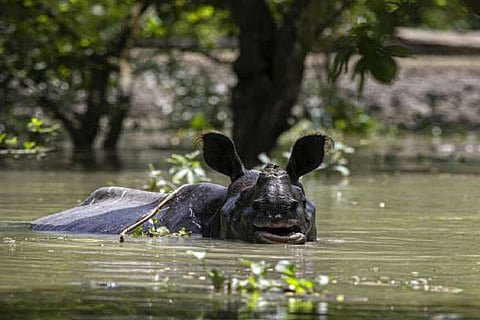 Animals