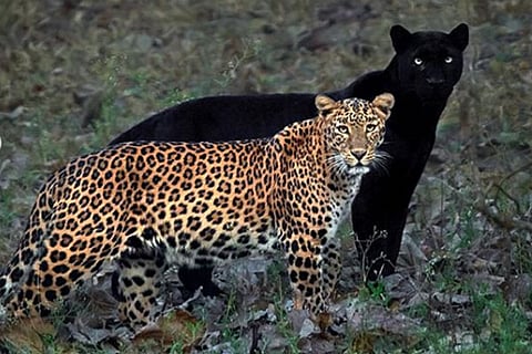 Bagheera