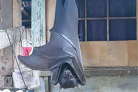 Bats