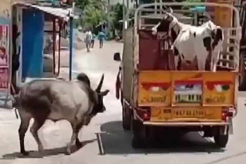 COW